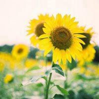 父母头像微信头像花(24张)