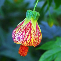 父母头像微信头像花(24张)