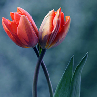 父母头像微信头像花(24张)