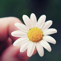 父母头像微信头像花(24张)