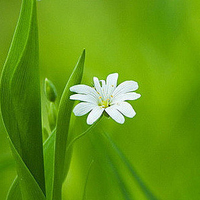 父母头像微信头像花(24张)