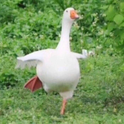 2023最火爆的沙雕头像(24张)