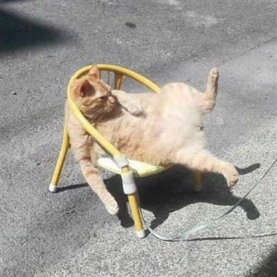 2023最火爆的沙雕头像(24张)