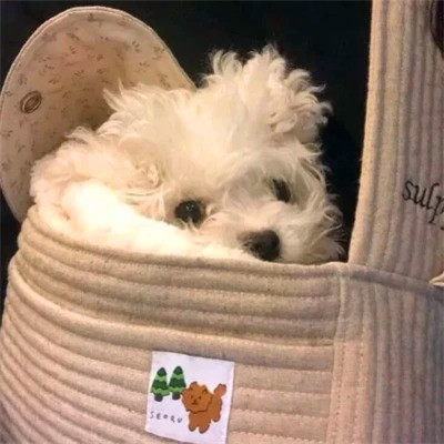 2023最火的动物头像(24张)