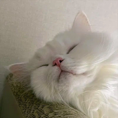 2023最火的动物头像(24张)