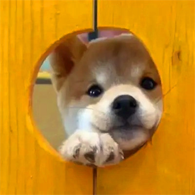 2023最火的动物头像(24张)