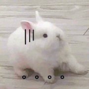 2023最火的动物头像(24张)