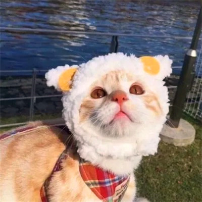 2023最火的动物头像(24张)