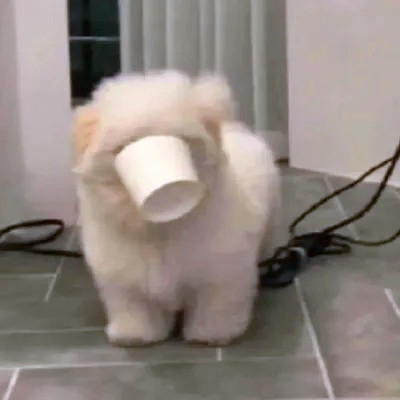 2023最火的动物头像(24张)