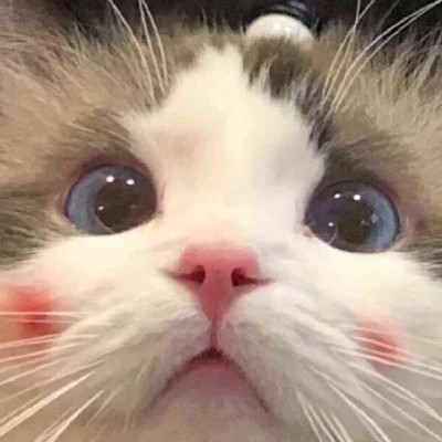 2023最火的动物头像(24张)