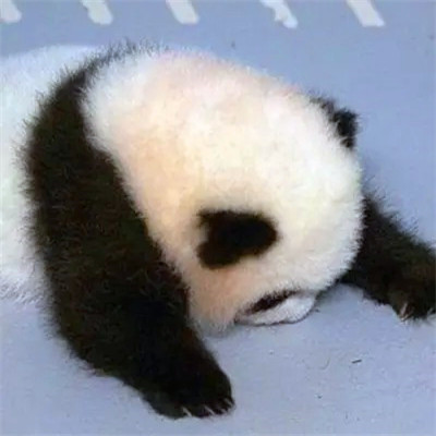 2023最火的动物头像(24张)