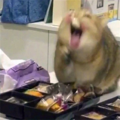 2023最火的动物头像(24张)