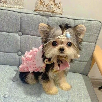 2023最火的动物头像(24张)