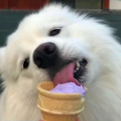 2023最火的动物头像(24张)