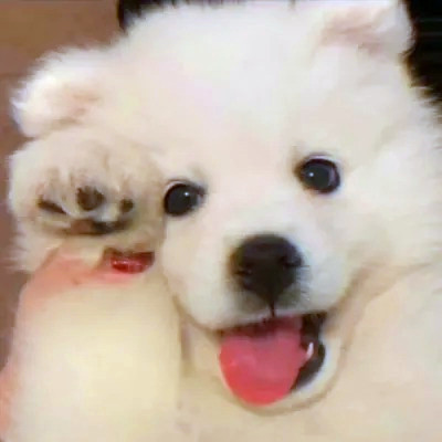 2023最火的动物头像(24张)