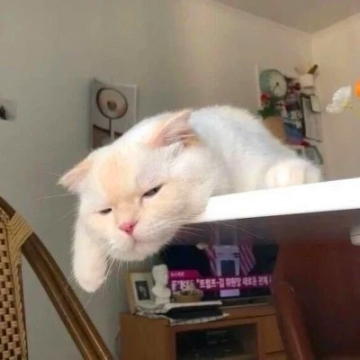 2023最火的动物头像(24张)