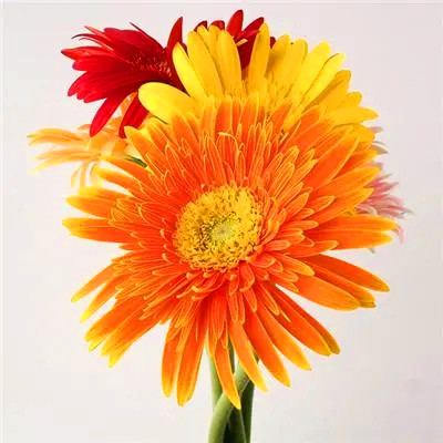 2023最喜爱微信头像(22张)