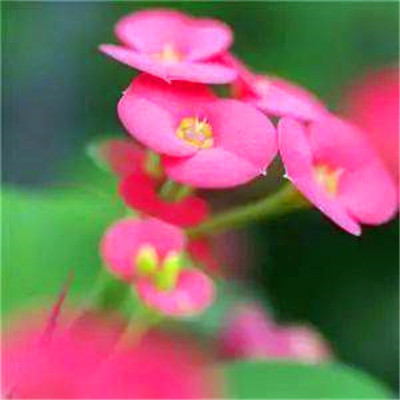 2023最吉祥微信头像(20张)