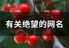 有关绝望的网名(精选131个)
