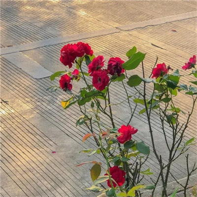 2023最火微信清晰头像(精选16张)