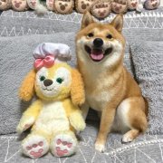 2023最火的小狗头像(22张)