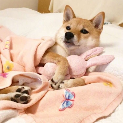 2023最火的小狗头像(22张)