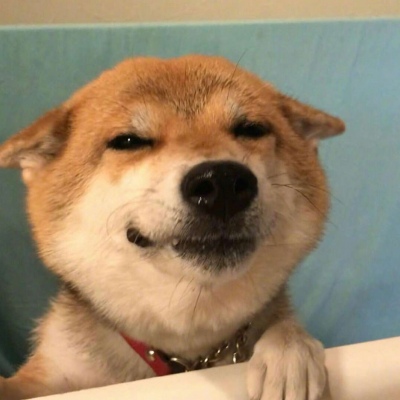 2023最火的小狗头像(22张)