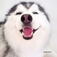 2023最火的小狗头像(22张)