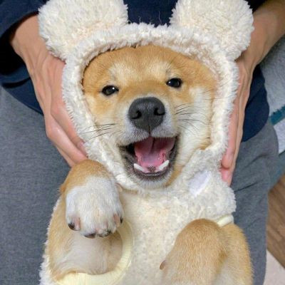 2023最火的小狗头像(22张)