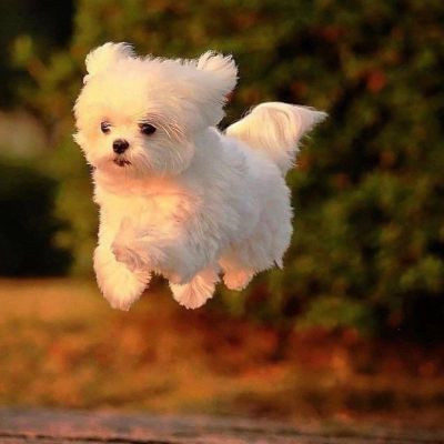 2023最火的小狗头像(22张)