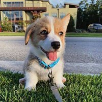 2023最火的小狗头像(22张)