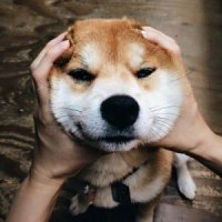 2023最火的小狗头像(22张)