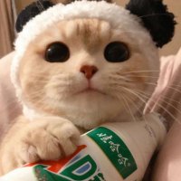 2023最火的小狗头像(22张)