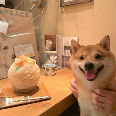 2023最火的小狗头像(22张)