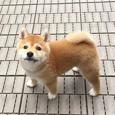 2023年最网红的头像(12张)