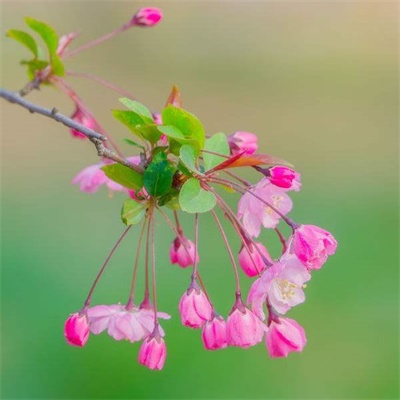 2023属龙女最吉利头像(精选14张)