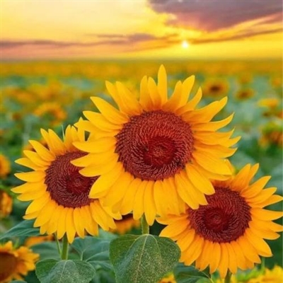 成熟女人专用的微信头像(18张)