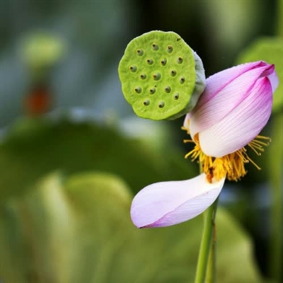 很罕见又很好看的头像(24张)