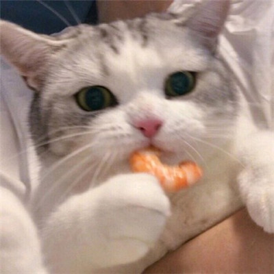 微信头像2023独一无二猫(34张)