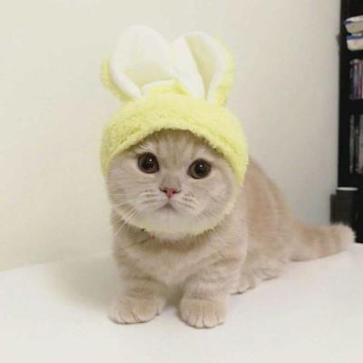 微信头像2023独一无二猫(34张)