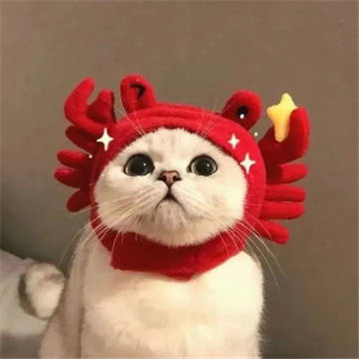 微信头像2023独一无二猫(34张)