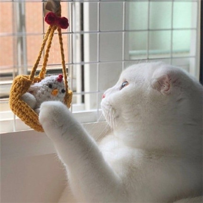 微信头像2023独一无二猫(34张)