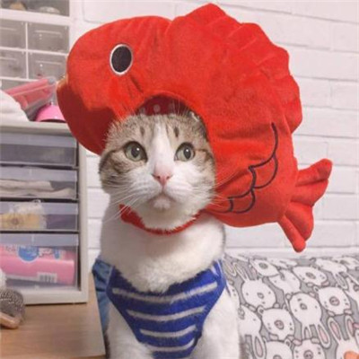 微信头像2023独一无二猫(34张)