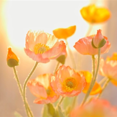 最新好看的微信头像风景图片大全(精选24张)