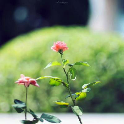 百看不厌的景色微信头像(精选18张)