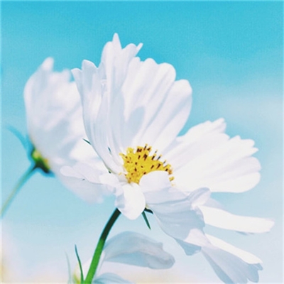 充满阳光朝气的微信头像(24张)