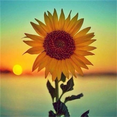 充满阳光朝气的微信头像(24张)