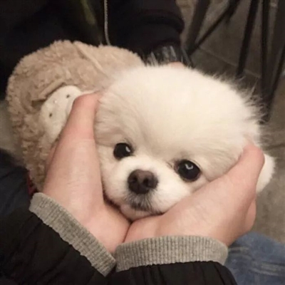 最近抖音上很火的头像(18张)