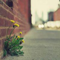 微信漂亮头像图片大全(15张)