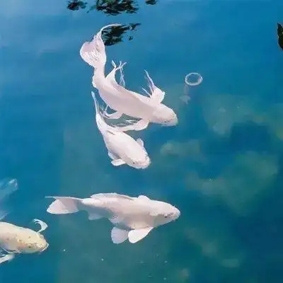 最吉祥最好运的头像(15张)